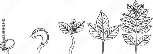 Plant growth stages from seed to maturity in line art style, showing development, nature, agriculture, and life cycle concept