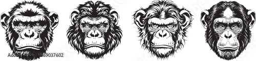 A Collection of Chimpanzee Portraits: A collection of detailed, monochrome chimpanzee portraits, showcasing the unique features and expressions of these intelligent primates.