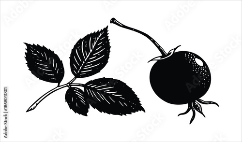 Rose Hip Berry and Leaf, Woodcut Style Illustration, Black and White