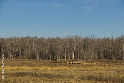 Plains Bison in the Distance