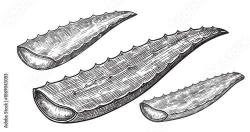 Aloe vera leaf engraving illustration for cosmetic packaging