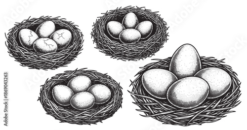 Eggs engraving illustration for farm food packaging