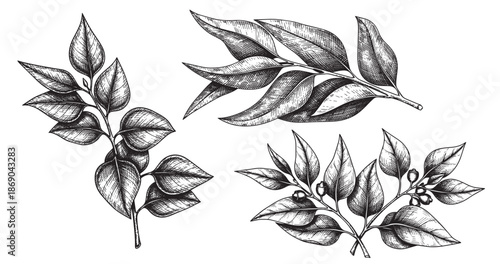 Eucalyptus leaves engraving illustration for cosmetic branding