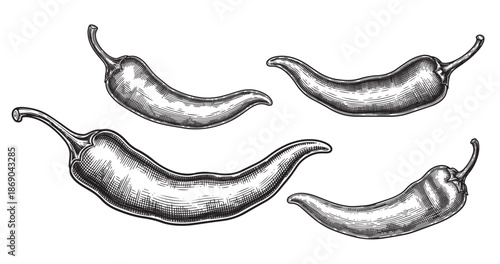 Chili pepper engraving illustration for spicy food packaging