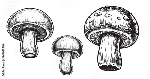 Mushroom engraving illustration for organic food packaging