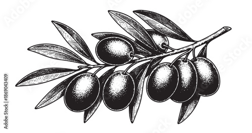 Olive branch engraving illustration for olive oil packaging and branding