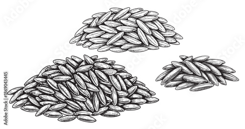 Rice grains engraving illustration for staple food packaging