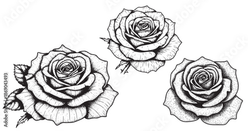 Rose flower engraving illustration for luxury cosmetic packaging