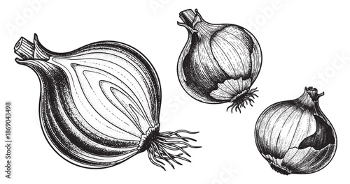 Onion bulb engraving illustration for culinary packaging