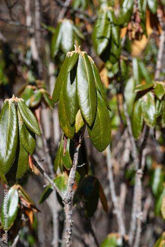 Close-up of alpine rhododendron leaves