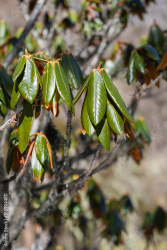 Close-up of alpine rhododendron leaves