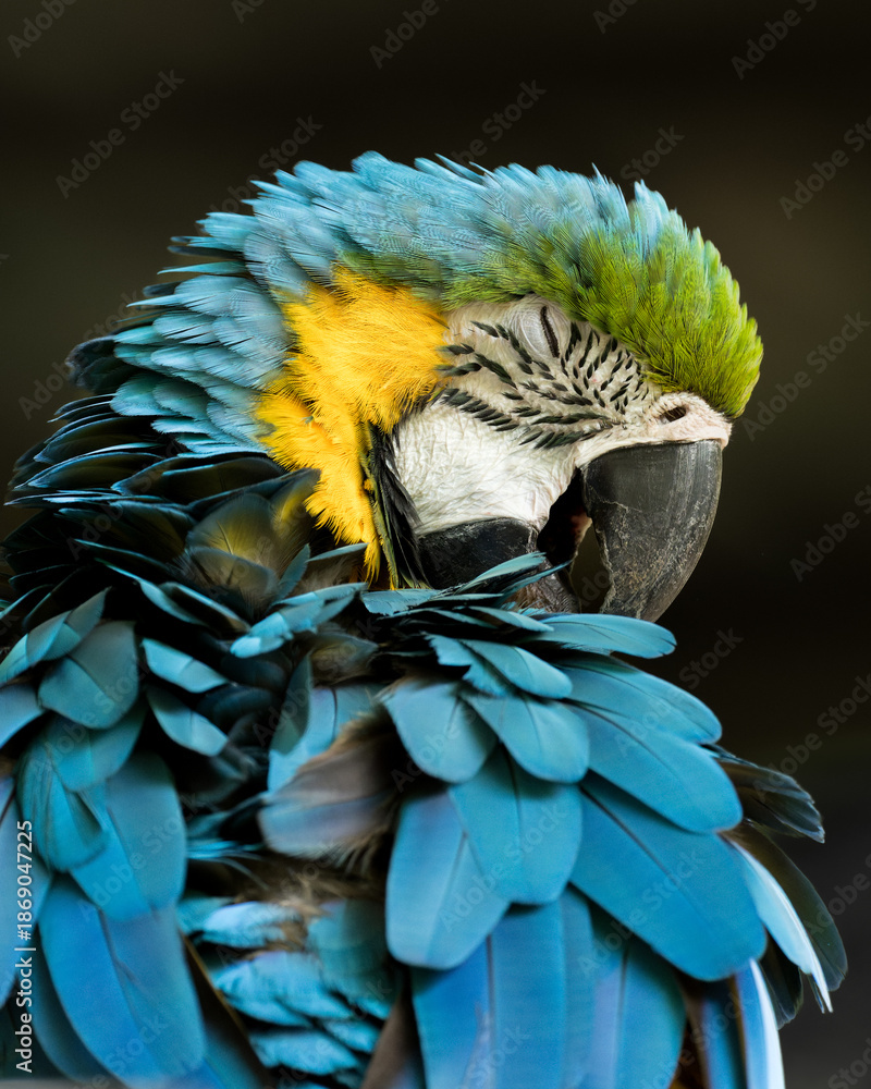 Fototapeta premium Blue-and-yellow macaw preening its feathers