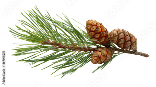 Pine branch with green needles and three mature brown cones, creating a natural feel on transparent background