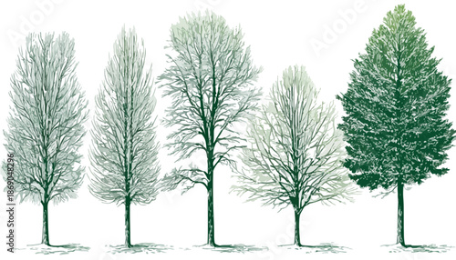 Collection d'arbres illustrés à la main, incluant des feuillus nus et un conifère vert, parfaits pour des designs écologiques sur fond transparent.