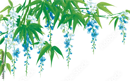 Delicati fiori di glicine azzurri e bianchi pendenti con foglie verdi, su sfondo trasparente, ideali per un design elegante e primaverile.