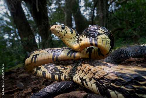 Εκτύπωση καμβά Tigger Snake