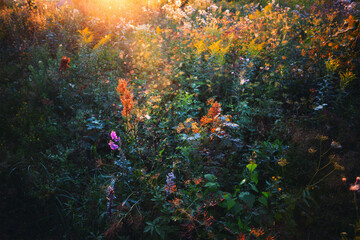 Field flowers summer nature