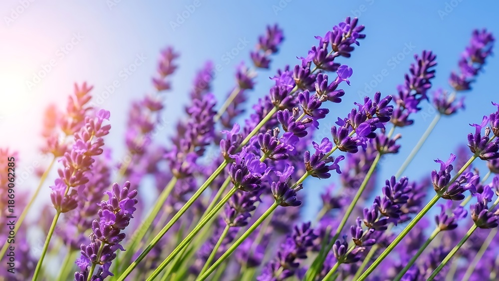 Naklejka premium Vibrant purple lavender flowers blooming under a clear blue sky with sun flare