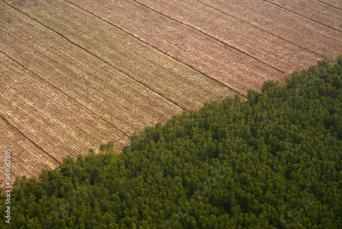 Canvastavla An aerial high-angle shot showing a sharp diagonal boundary between a cleared brown agricultural field and a lush green tree plantation, representing industrial forestry and land use management