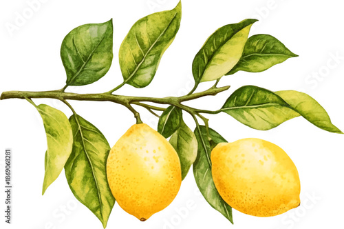Vibrant Lemon Branch with Ripe Yellow Fruits and Green Leaves