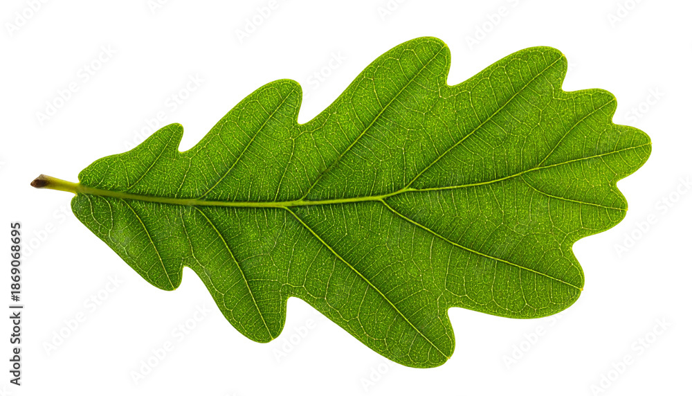 Fototapeta premium A close-up of a green, detailed oak leaf with distinct veins, isolated on black