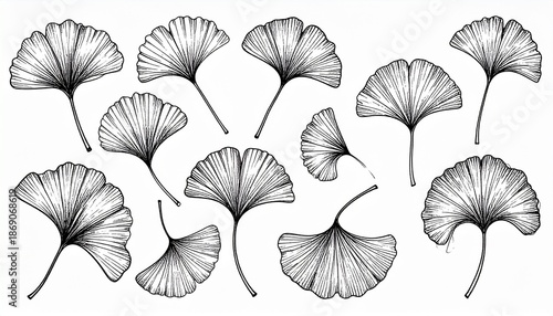 Detailed Monochrome Illustration of Ginkgo Biloba Leaves in Various Arrangements.