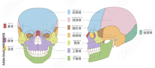 正面と横から見た色分けされた頭蓋骨の解剖学的な構造図（教育、医療用途向け 日本語解説）