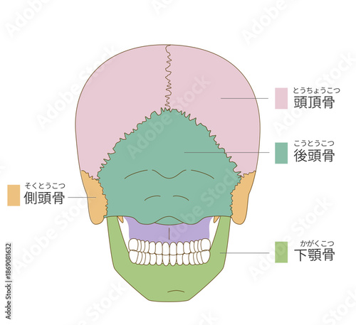 後ろから見た色分けされた頭蓋骨の解剖学的な構造図（教育、医療用途向け 日本語解説）