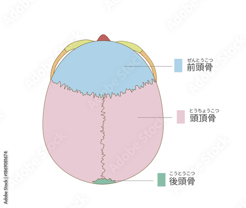 上から見た色分けされた頭蓋骨の解剖学的な構造図（教育、医療用途向け 日本語解説）