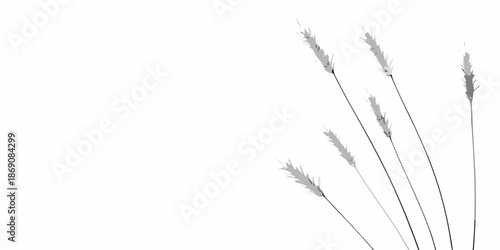 Delicate wheat stalks against a clean bright white background