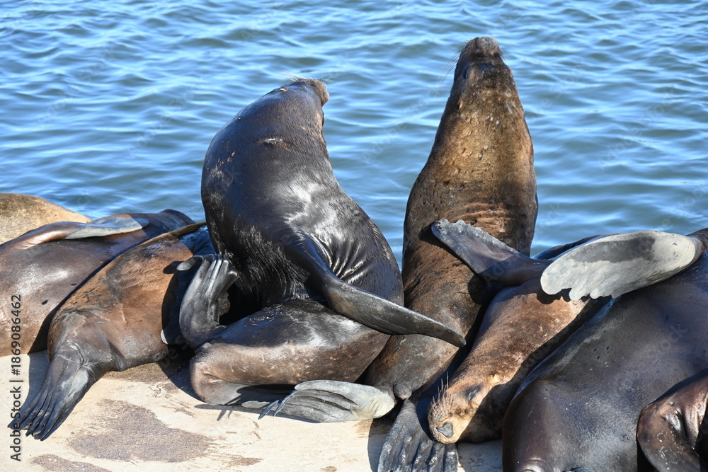 Fototapeta premium Sea lions lounging together on sunny concrete surface