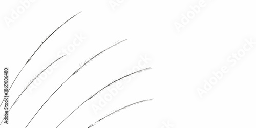 Delicate blades of grass softly curving against a stark white background