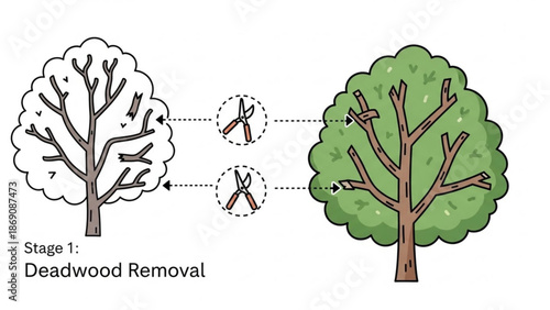 Illustration of tree deadwood removal process with pruning shears cutting off dead branches with tree care and gardening with landscape