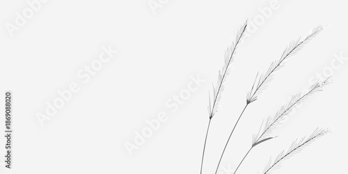 Delicate blades of grass gently sway against a minimalist white backdrop