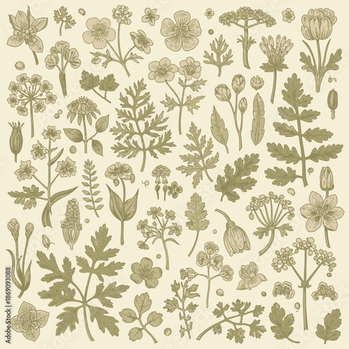 Vintage Botanical Wildflower and Herb Engraving Collection