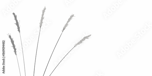 Delicate blades of grass and seed heads against a stark white background