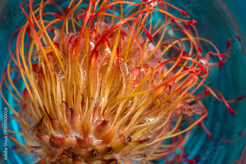 Detailed view of striking underwater flora species