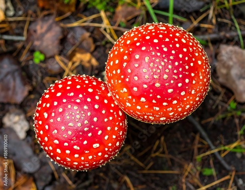Two vibrant red toadstools spotted with white dots in a forest scene