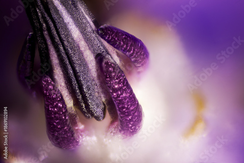 Borage microscopic detail flower
