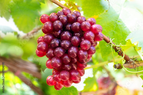 Bunch of Black Opal grapes from an organic farm.