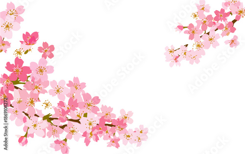 Delikatne różowe kwiaty wiśni sakura, układające się w elegancką kompozycję na przezroczystym tle, idealne na wiosenne projekty.