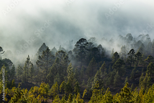 Beautiful pine tree forest and mist in the Teide Tenerife National Park in early summer