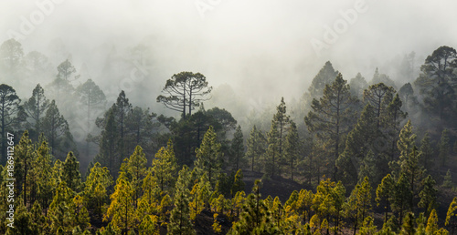 Beautiful pine tree forest and mist in the Teide Tenerife National Park in early summer