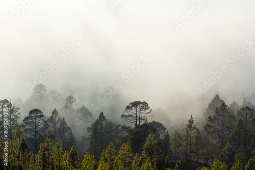 Beautiful pine tree forest and mist in the Teide Tenerife National Park in early summer