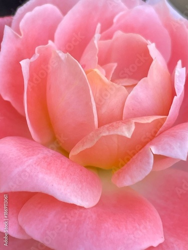 Beautiful pink rose petal in the garden
