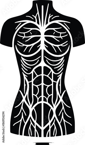 Illustration of human torso skeleton