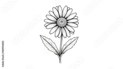 Beautiful black and white daisy flower with leaves on stem