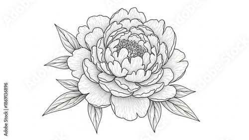 Elegant peony flower illustration with detailed petals and leaves