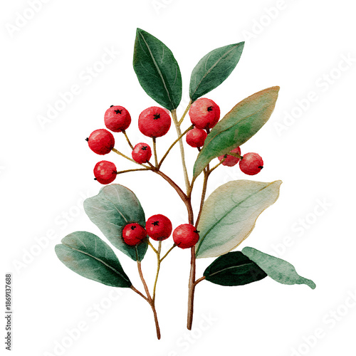red berries on a branch