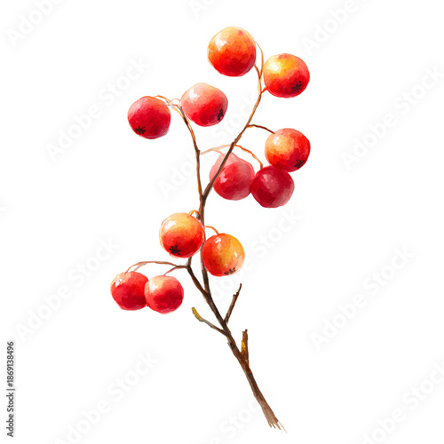 branch of a red currant
